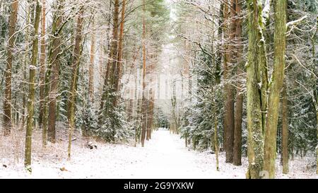 Wald in der Winterzeit in Litauen Stockfoto