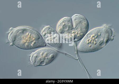 Vorticella (Vorticella spec.), DIC-Bild (Differential Interference Contrast), Vergrößerung x57 bezogen auf einen Druck von 10 cm Breite Stockfoto