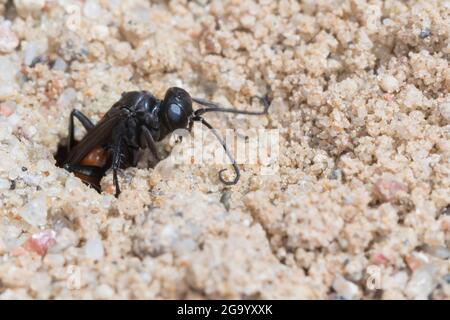 spinnwespe (Arachnospila spec., ), in ihrem Zuchtrohr im Sand, Deutschland Stockfoto