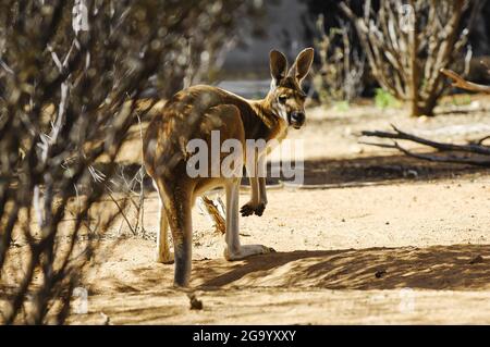 Rotes Känguru, eineres Känguru, blauer Flieger (Macropus rufus, Megaleia rufa), männlich, Australien Stockfoto