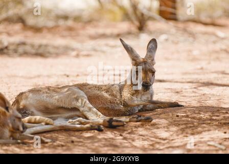 Rotes Känguru, Ebene Känguru, blauer Flieger (Macropus rufus, Megaleia rufa), ruht auf dem Boden, Australien Stockfoto