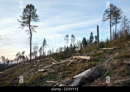 Norwegenfichte (Picea abies), Waldgesteinung im Egge, Deutschland, Nordrhein-Westfalen, Ostwestfalen, Velmerstot Stockfoto