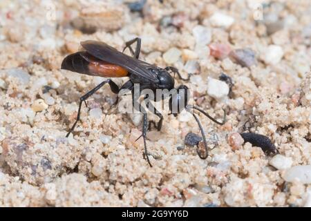 spinnwespe (Arachnospila spec., ), auf sandigen Boden, Deutschland Stockfoto