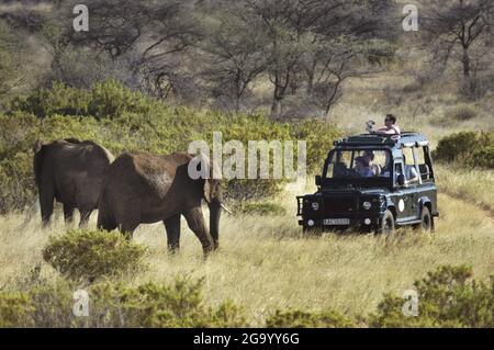 Afrikanischer Elefant (Loxodonta africana), zwei Elefanten vor dem Safari-Jeep, Tansania Stockfoto