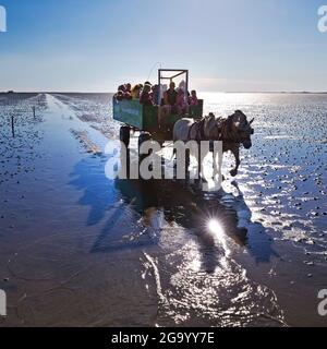 Hauspferd (Equus przewalskii f. caballus), Pferdekutschen mit Touristen im wattenmeer, Deutschland, Schleswig-Holstein, Stockfoto