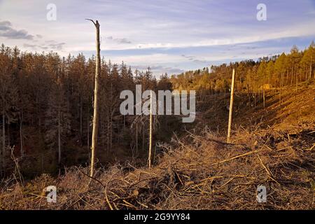 Norwegenfichte (Picea abies), Waldgesteinung im Egge, Deutschland, Nordrhein-Westfalen, Ostwestfalen, Velmerstot Stockfoto
