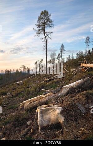 Norwegenfichte (Picea abies), Waldgesteinung im Egge, Deutschland, Nordrhein-Westfalen, Ostwestfalen, Velmerstot Stockfoto