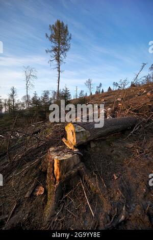 Norwegenfichte (Picea abies), Waldgesteinung im Egge, Deutschland, Nordrhein-Westfalen, Ostwestfalen, Velmerstot Stockfoto