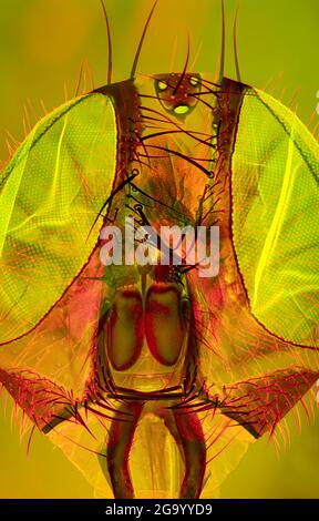 Hausfliege (Musca domestica), Kopf einer Hausfliege, Dunkelfeld und Phasenkontrast-MRT Stockfoto