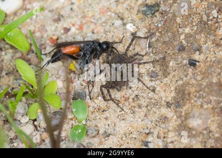 spinnwespe (Arachnospila spec., ), mit gefangener Spinne, Deutschland Stockfoto