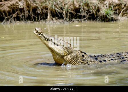 Australische Süßwasser Krokodil (Crocodylus Johnsoni), im Wasser, Australien Stockfoto