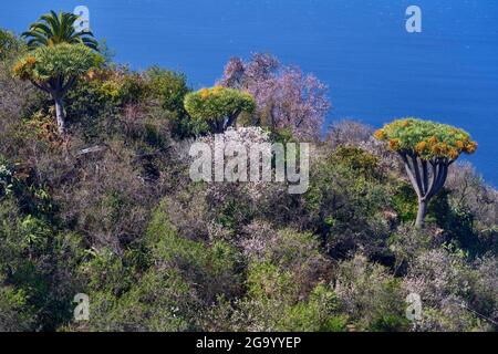 Mandelbäume in Blüte und dragos in verlassenen Gärten im Barranco del Corchete in der Nähe von Las Tricias , Kanarische Inseln, La Palma, Las Tricias Stockfoto