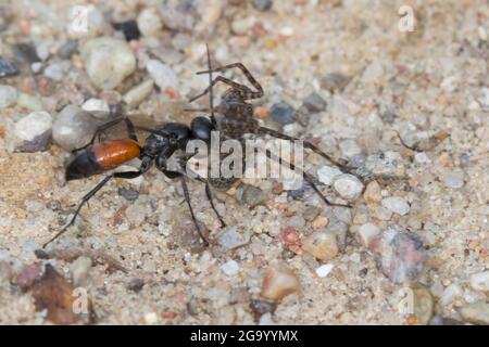 spinnwespe (Arachnospila spec., ), mit gefangener Spinne, Deutschland Stockfoto