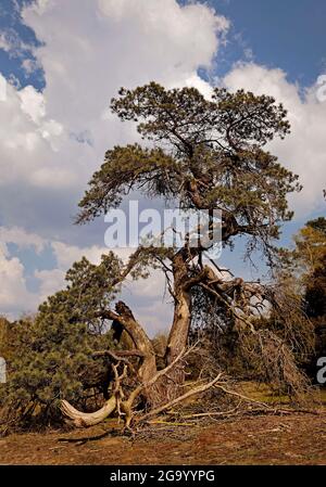 Schottische Kiefer, Schottische Kiefer (Pinus sylvestris), Kiefer im Naturschutzgebiet Westruper Heide, Deutschland, Nordrhein-Westfalen, Haltern am See Stockfoto