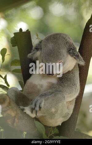 koala, Koalabär (Phascolarctos cinereus), schlafend in einer Ast Gabel, Australien Stockfoto