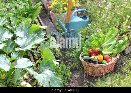 Korb gefüllt mit frisch gepflücktem saisonalem Gemüse im Garten mit Gartengeräten Stockfoto