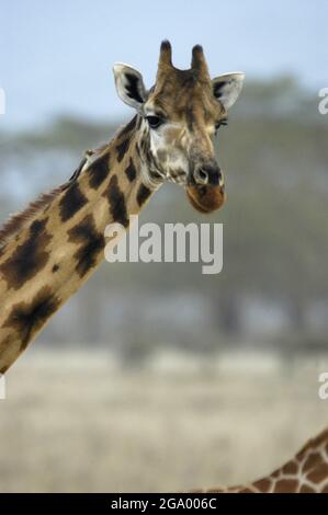 Masai-Giraffe (Giraffa camelopardalis tippelskirchi), Porträt, Tansania Stockfoto