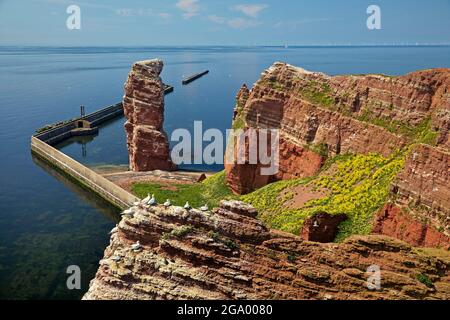 nördliche Gannette (Sula bassana, Morus bassanus), die nördliche Tölpel auf Sandsteinfelsen auf Helgoland vor der Langen Anna und dem Norden brütet Stockfoto