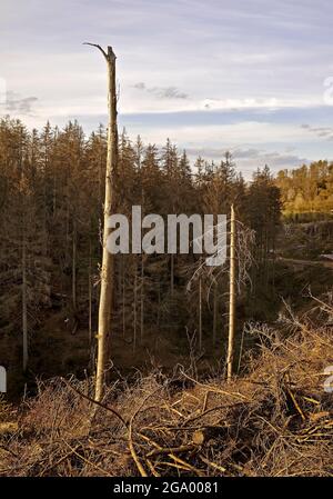 Norwegenfichte (Picea abies), Waldgesteinung im Egge, Deutschland, Nordrhein-Westfalen, Ostwestfalen, Velmerstot Stockfoto