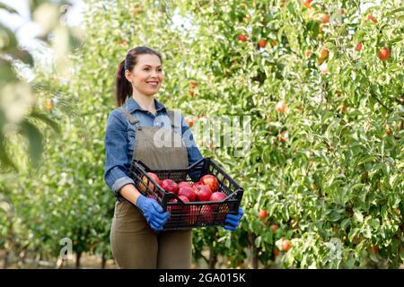 Erfolgreiche Bauern Ernte im Garten, Bio-Früchte zum Verkauf Stockfoto