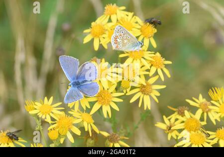Männliche gewöhnliche blaue Schmetterlinge (Polyommatus Icarus) auf einem gemeinsamen Ragwurz (Senecio jacobaea) Blütenkopf in einer grasbewachsenen Wiese, die ihr bevorzugter habi ist Stockfoto
