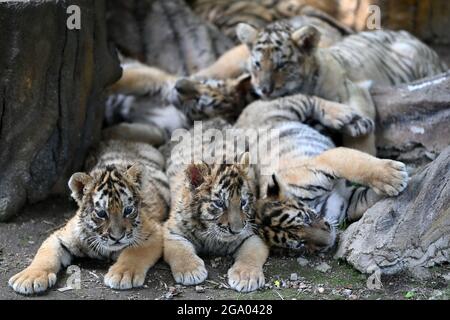 HAILIN, 28. Juli 2021 (Xinhua) -- Sibirische Tigerküchen machen eine Pause in einem Waldpark unter dem China Hengdaohezi Feline Breeding Center in der nordöstlichen Provinz Heilongjiang, 26. Juli 2021. Das China Hengdaohezi Feline Breeding Center in der nordchinesischen Provinz Heilongjiang ist das weltweit größte Brutzentrum für sibirische Tiger, eine bedrohte Spezies. Einer der Waldparks des Zentrums in Hailin City, der als „Heimat der sibirischen Tiger“ bezeichnet wird, beherbergt heute etwa 400 Großkatzen und bietet 40,000 Quadratmeter große Trainingsflächen für „Re-wilding“. Im Jahr 2021, 30 sibirischen Tiger Stockfoto