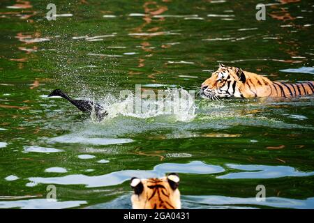 HAILIN, 28. Juli 2021 (Xinhua) - ein sibirischer Tiger jage in einem Waldpark unter dem China Hengdaohezi Feline Breeding Center in der nordöstlichen Provinz Heilongjiang, 26. Juli 2021. Das China Hengdaohezi Feline Breeding Center in der nordchinesischen Provinz Heilongjiang ist das weltweit größte Brutzentrum für sibirische Tiger, eine bedrohte Spezies. Einer der Waldparks des Zentrums in Hailin City, der als „Heimat der sibirischen Tiger“ bezeichnet wird, beherbergt heute etwa 400 Großkatzen und bietet 40,000 Quadratmeter große Trainingsflächen für „Re-wilding“. Im Jahr 2021 haben 30 sibirische Tiger-Jungen Stockfoto