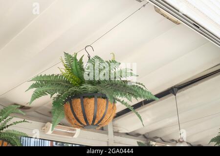 Farnpflanze, die von der Decke hängt Stockfoto