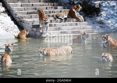 HAILIN, 28. Juli 2021 (Xinhua) -- Sibirische Tiger tummeln sich in einem Waldpark unter dem China Hengdaohezi Feline Breeding Center in der nordöstlichen Provinz Heilongjiang, 28. Juli 2021. Das China Hengdaohezi Feline Breeding Center in der nordchinesischen Provinz Heilongjiang ist das weltweit größte Brutzentrum für sibirische Tiger, eine bedrohte Spezies. Einer der Waldparks des Zentrums in Hailin City, der als „Heimat der sibirischen Tiger“ bezeichnet wird, beherbergt heute etwa 400 Großkatzen und bietet 40,000 Quadratmeter große Trainingsflächen für „Re-wilding“. Im Jahr 2021 haben 30 sibirische Tiger Jungen Stockfoto