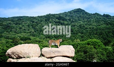 HAILIN, 28. Juli 2021 (Xinhua) -- ein erwachsener sibirischer Tiger steht auf einem Felsen in einem Waldpark unter dem China Hengdaohezi Feline Breeding Center in der nordöstlichen Provinz Heilongjiang, 26. Juli 2021. Das China Hengdaohezi Feline Breeding Center in der nordchinesischen Provinz Heilongjiang ist das weltweit größte Brutzentrum für sibirische Tiger, eine bedrohte Spezies. Einer der Waldparks des Zentrums in Hailin City, der als „Heimat der sibirischen Tiger“ bezeichnet wird, beherbergt heute etwa 400 Großkatzen und bietet 40,000 Quadratmeter große Trainingsflächen für „Re-wilding“. In 2021, 30 Sibirien Stockfoto