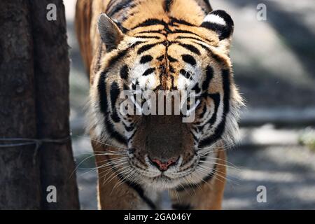 HAILIN, 28. Juli 2021 (Xinhua) -- EIN sibirischer Tiger wird in einem Waldpark unter dem China Hengdaohezi Feline Breeding Center in der nordöstlichen Provinz Heilongjiang gesehen, 28. Juli 2021. Das China Hengdaohezi Feline Breeding Center in der nordchinesischen Provinz Heilongjiang ist das weltweit größte Brutzentrum für sibirische Tiger, eine bedrohte Spezies. Einer der Waldparks des Zentrums in Hailin City, der als „Heimat der sibirischen Tiger“ bezeichnet wird, beherbergt heute etwa 400 Großkatzen und bietet 40,000 Quadratmeter große Trainingsflächen für „Re-wilding“. Im Jahr 2021 haben 30 sibirische Tiger-Jungen Stockfoto