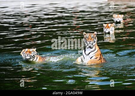 HAILIN, 28. Juli 2021 (Xinhua) -- Sibirische Tiger tummeln sich in einem Waldpark unter dem China Hengdaohezi Feline Breeding Center in der nordöstlichen Provinz Heilongjiang, 26. Juli 2021. Das China Hengdaohezi Feline Breeding Center in der nordchinesischen Provinz Heilongjiang ist das weltweit größte Brutzentrum für sibirische Tiger, eine bedrohte Spezies. Einer der Waldparks des Zentrums in Hailin City, der als „Heimat der sibirischen Tiger“ bezeichnet wird, beherbergt heute etwa 400 Großkatzen und bietet 40,000 Quadratmeter große Trainingsflächen für „Re-wilding“. Im Jahr 2021 haben 30 sibirische Tiger Jungen Stockfoto