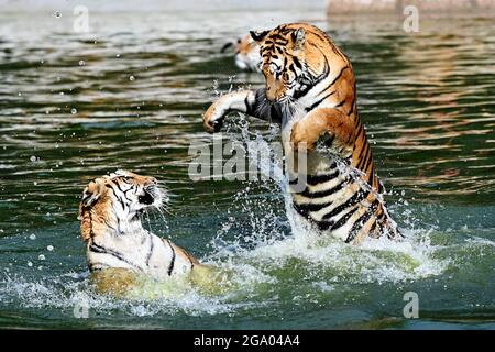 HAILIN, 28. Juli 2021 (Xinhua) -- Sibirische Tiger tummeln sich in einem Waldpark unter dem China Hengdaohezi Feline Breeding Center in der nordöstlichen Provinz Heilongjiang, 26. Juli 2021. Das China Hengdaohezi Feline Breeding Center in der nordchinesischen Provinz Heilongjiang ist das weltweit größte Brutzentrum für sibirische Tiger, eine bedrohte Spezies. Einer der Waldparks des Zentrums in Hailin City, der als „Heimat der sibirischen Tiger“ bezeichnet wird, beherbergt heute etwa 400 Großkatzen und bietet 40,000 Quadratmeter große Trainingsflächen für „Re-wilding“. Im Jahr 2021 haben 30 sibirische Tiger Jungen Stockfoto