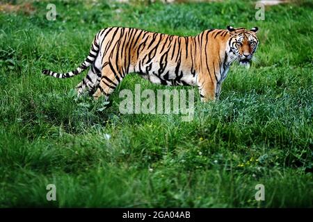 HAILIN, 28. Juli 2021 (Xinhua) -- EIN sibirischer Tiger wird in einem Waldpark unter dem China Hengdaohezi Feline Breeding Center in der nordöstlichen Provinz Heilongjiang gesehen, 26. Juli 2021. Das China Hengdaohezi Feline Breeding Center in der nordchinesischen Provinz Heilongjiang ist das weltweit größte Brutzentrum für sibirische Tiger, eine bedrohte Spezies. Einer der Waldparks des Zentrums in Hailin City, der als „Heimat der sibirischen Tiger“ bezeichnet wird, beherbergt heute etwa 400 Großkatzen und bietet 40,000 Quadratmeter große Trainingsflächen für „Re-wilding“. Im Jahr 2021 haben 30 sibirische Tiger-Jungen Stockfoto