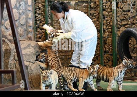 HAILIN, 28. Juli 2021 (Xinhua) -- EIN Mitarbeiter füttert sibirische Tiger-Jungen in einem Waldpark unter dem China Hengdaohezi Feline Breeding Center in der nordöstlichen Provinz Heilongjiang, 27. Juli 2021. Das China Hengdaohezi Feline Breeding Center in der nordchinesischen Provinz Heilongjiang ist das weltweit größte Brutzentrum für sibirische Tiger, eine bedrohte Spezies. Einer der Waldparks des Zentrums in Hailin City, der als „Heimat der sibirischen Tiger“ bezeichnet wird, beherbergt heute etwa 400 Großkatzen und bietet 40,000 Quadratmeter große Trainingsflächen für „Re-wilding“. In 2021, 30 Sibirien Stockfoto