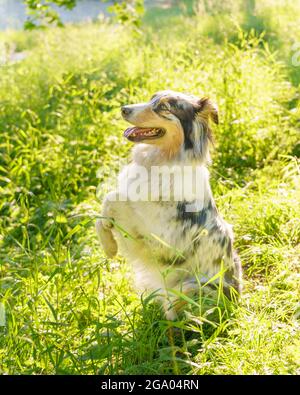 Spielerischer Mischlingshund, der in Bettelstellung mit der Zunge draußen sitzt, während er mit dem Besitzer auf dem Feld läuft Stockfoto