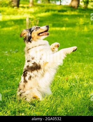 Spielerischer Mischlingshund, der in Bettelstellung mit der Zunge draußen sitzt, während er mit dem Besitzer auf dem Feld läuft Stockfoto