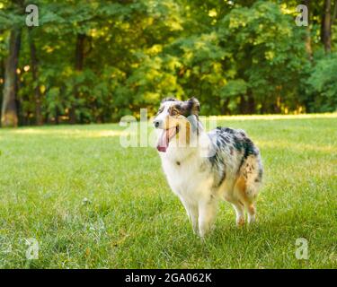 Happy Spotted Australian Shepherd Hund mit Zunge im Spiel im grünen Gras am Sommertag stehen Stockfoto