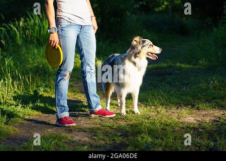 Schöner australischer Schäferhund in der Nähe von Tierbesitzer mit Frisbee in der Hand, die im Park zusammen stehen Stockfoto