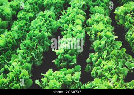 Reihen von organischen gesunden grünen Salatpflanzen Stockfoto