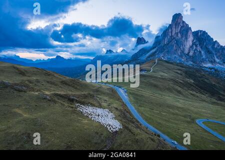 Luftaufnahme Schafherde grasen auf Passo Giau. Eines der beliebtesten Reiseziele in den Dolomiten, Italien Stockfoto