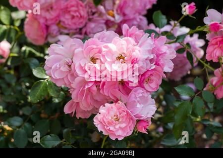 Alte rosa Rosen im Sommer in Großbritannien Stockfoto