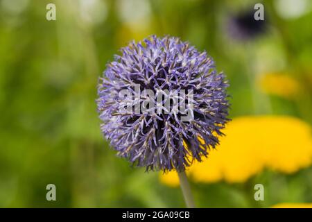 Allium Blume Nahaufnahme Stockfoto