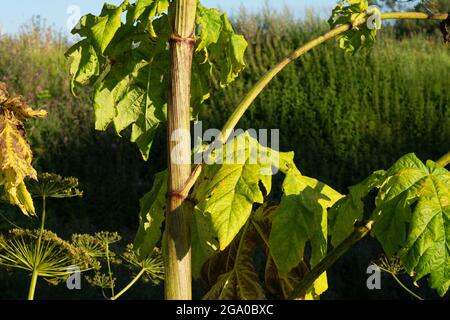 Dicker Stamm einer riesigen, giftigen Pflanze im Sommer Stockfoto