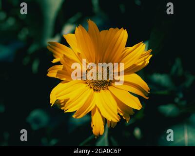 Eine einzelne Arnikablüte aus der Nähe. Arnica ist auch unter den Namen Bergtabak, Leopard's bane und wolfsbane bekannt. Stockfoto