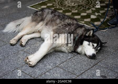 Husky beim Nappen auf einem Deck Stockfoto