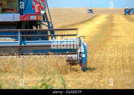 Die Rolle eines blauen Mähdreschers schneidet Weizengetreide im Staub. Erntezeit. Heißer sonniger Sommertag. Stockfoto