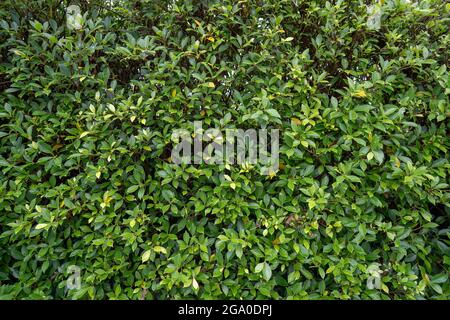 Nahaufnahme von Baumblättern im Garten Stockfoto