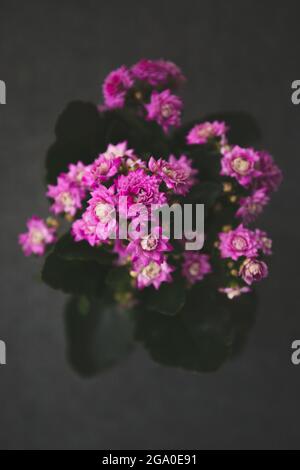 LONDON, VEREINIGTES KÖNIGREICH - 09. Jun 2021: Eine Aufnahme von wunderschönen violetten Topfblumen aus dem Hochwinkel Stockfoto