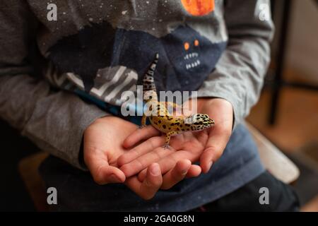 Kleiner Junge, der Tiergecko in den Händen hält Stockfoto